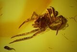 Detailed Fossil Spider (Araneae) in Baltic Amber #145468-2